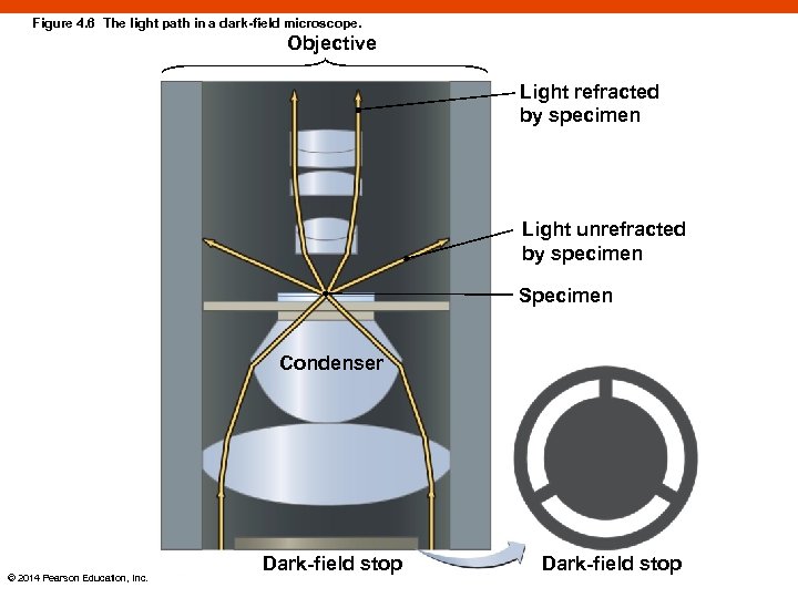 Figure 4. 6 The light path in a dark-field microscope. Objective Light refracted by