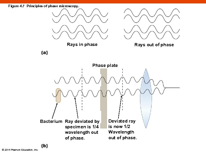 Figure 4. 7 Principles of phase microscopy. Rays in phase Rays out of phase