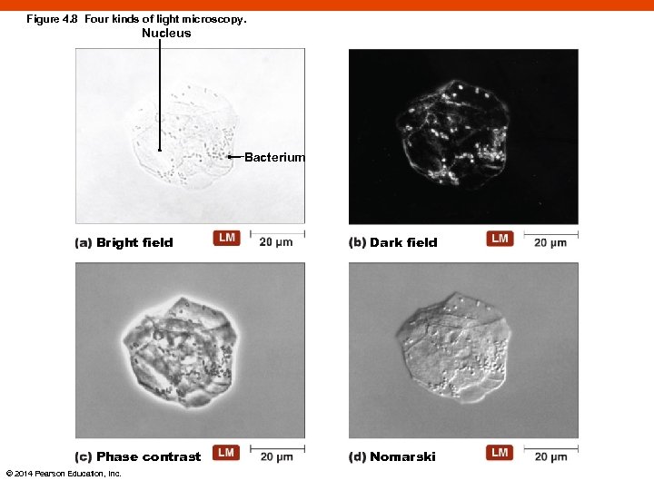 Figure 4. 8 Four kinds of light microscopy. Nucleus Bacterium Bright field Dark field