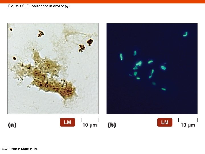 Figure 4. 9 Fluorescence microscopy. © 2014 Pearson Education, Inc. 