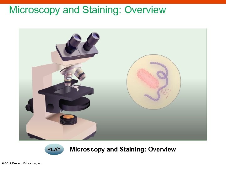 Microscopy and Staining: Overview PLAY © 2014 Pearson Education, Inc. Microscopy and Staining: Overview