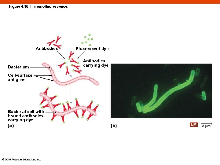 Figure 4. 10 Immunofluorescence. Antibodies Bacterium Cell-surface antigens Bacterial cell with bound antibodies carrying