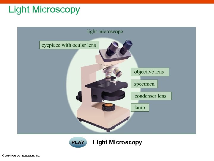 Light Microscopy PLAY © 2014 Pearson Education, Inc. Light Microscopy 