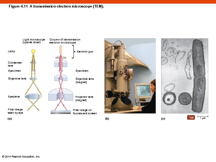 Figure 4. 11 A transmission electron microscope (TEM). Light microscope (upside down) Lamp Column