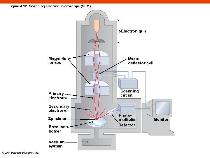 Figure 4. 12 Scanning electron microscope (SEM). Electron gun Magnetic lenses Primary electrons Beam