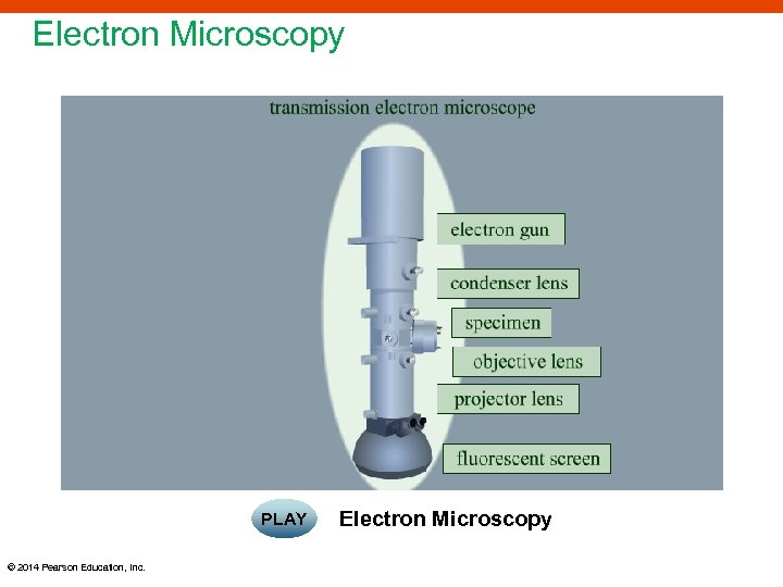 Electron Microscopy PLAY © 2014 Pearson Education, Inc. Electron Microscopy 