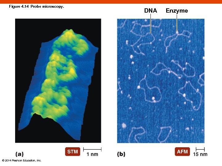 Figure 4. 14 Probe microscopy. © 2014 Pearson Education, Inc. DNA Enzyme 