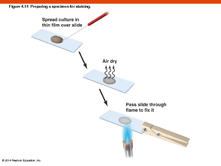 Figure 4. 15 Preparing a specimen for staining. © 2014 Pearson Education, Inc. 