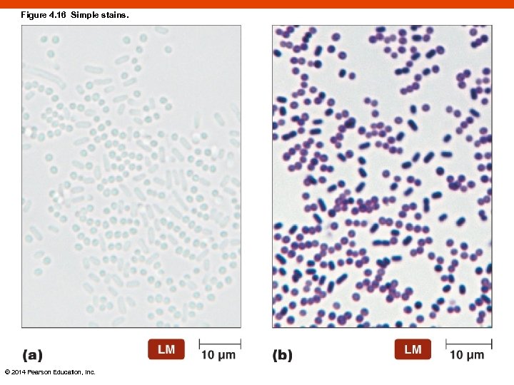 Figure 4. 16 Simple stains. © 2014 Pearson Education, Inc. 