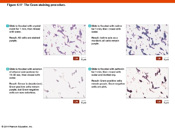 Figure 4. 17 The Gram staining procedure. © 2014 Pearson Education, Inc. 