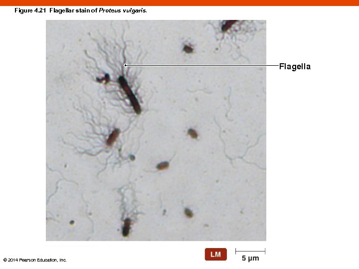 Figure 4. 21 Flagellar stain of Proteus vulgaris. Flagella © 2014 Pearson Education, Inc.