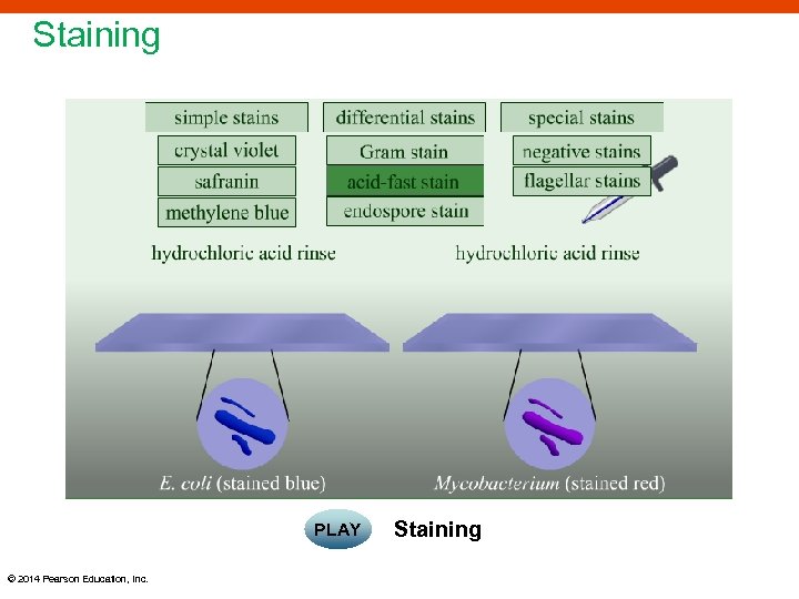 Staining PLAY © 2014 Pearson Education, Inc. Staining 