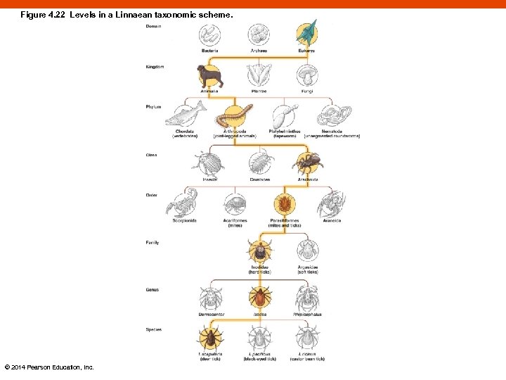 Figure 4. 22 Levels in a Linnaean taxonomic scheme. © 2014 Pearson Education, Inc.