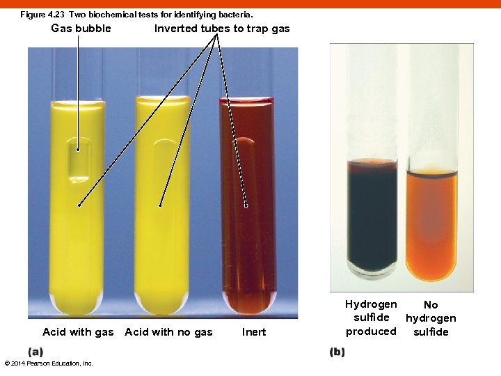 Figure 4. 23 Two biochemical tests for identifying bacteria. Gas bubble Inverted tubes to