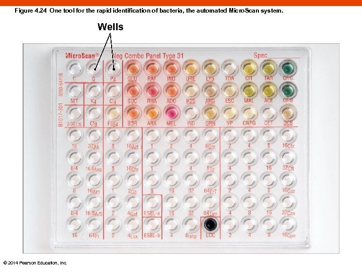 Figure 4. 24 One tool for the rapid identification of bacteria, the automated Micro.