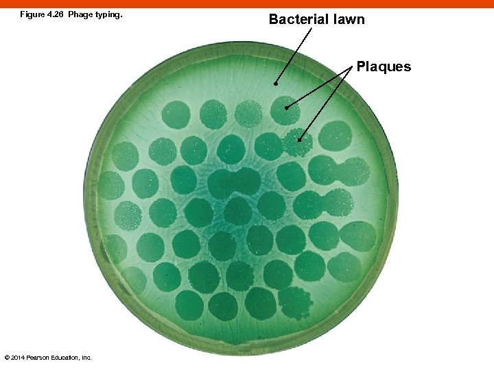 Figure 4. 26 Phage typing. Bacterial lawn Plaques © 2014 Pearson Education, Inc. 