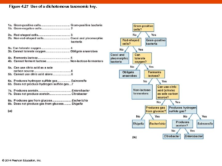 Figure 4. 27 Use of a dichotomous taxonomic key. © 2014 Pearson Education, Inc.