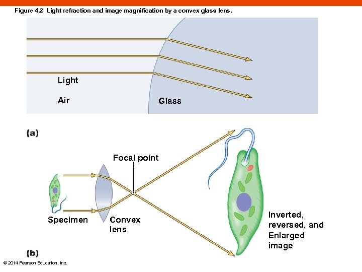 Figure 4. 2 Light refraction and image magnification by a convex glass lens. Light