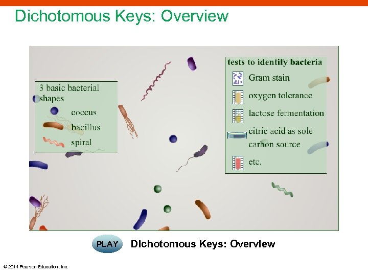 Dichotomous Keys: Overview PLAY © 2014 Pearson Education, Inc. Dichotomous Keys: Overview 