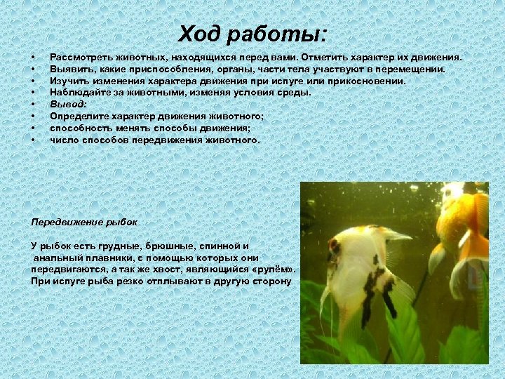 Ход работы: • • Рассмотреть животных, находящихся перед вами. Отметить характер их движения. Выявить,