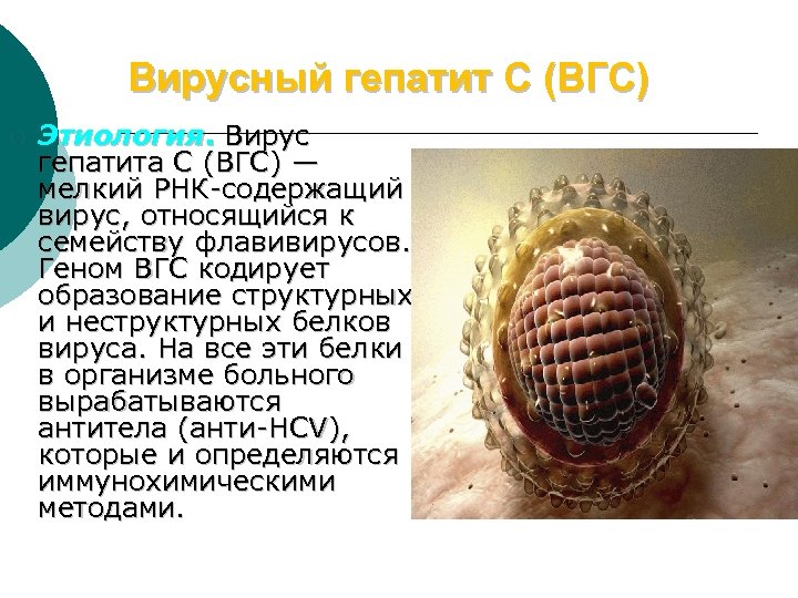 Вирусный гепатит С (ВГС) ¡ Этиология. Вирус гепатита С (ВГС) — мелкий РНК содержащий