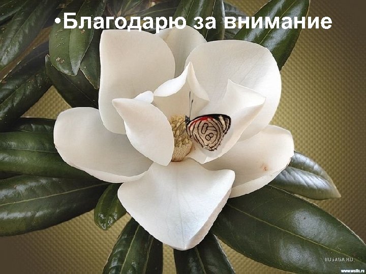  • Благодарю за внимание 