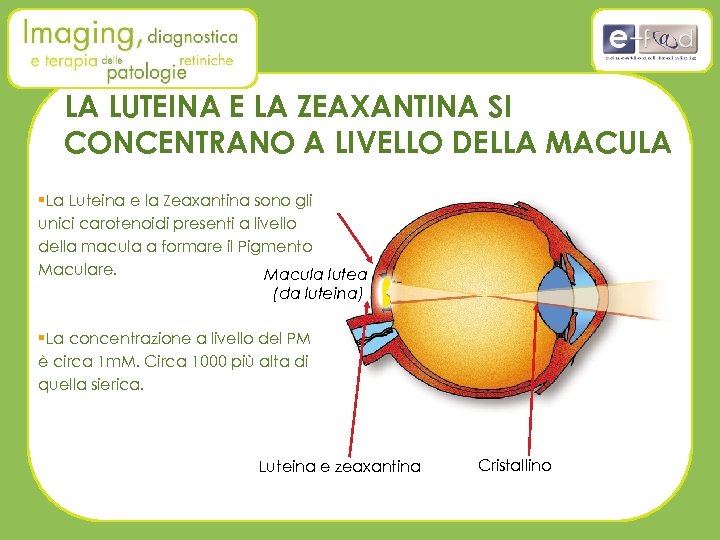 LA LUTEINA E LA ZEAXANTINA SI CONCENTRANO A LIVELLO DELLA MACULA §La Luteina e