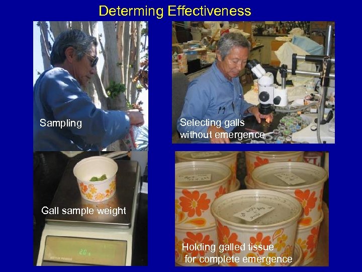 Determing Effectiveness Sampling Selecting galls without emergence Gall sample weight Holding galled tissue for