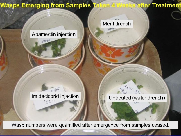 Wasps Emerging from Samples Taken 4 Weeks after Treatment Merit drench Abamectin injection Imidacloprid