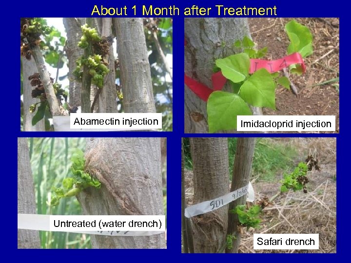 About 1 Month after Treatment Abamectin injection Imidacloprid injection Untreated (water drench) Safari drench