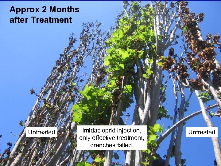Approx 2 Months after Treatment Untreated Imidacloprid injection, only effective treatment, drenches failed. Untreated