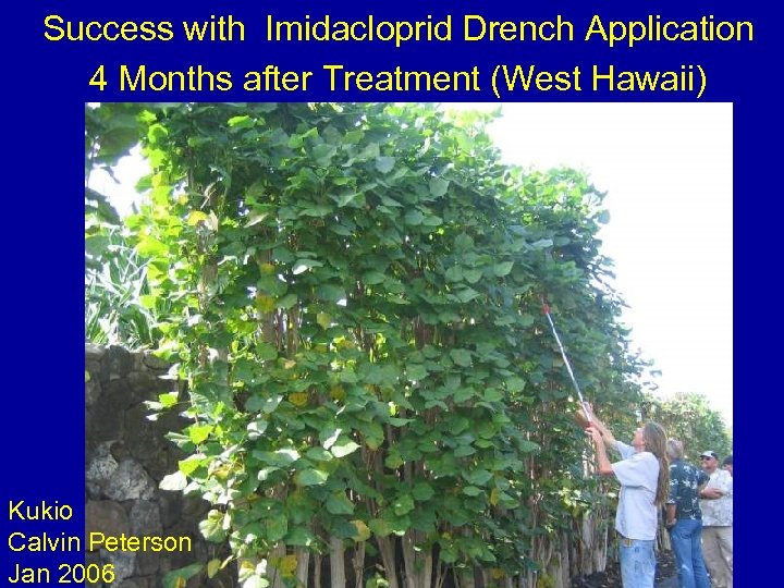 Success with Imidacloprid Drench Application 4 Months after Treatment (West Hawaii) Kukio Calvin Peterson