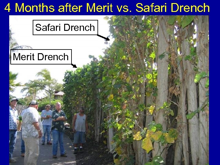 4 Months after Merit vs. Safari Drench Merit Drench 