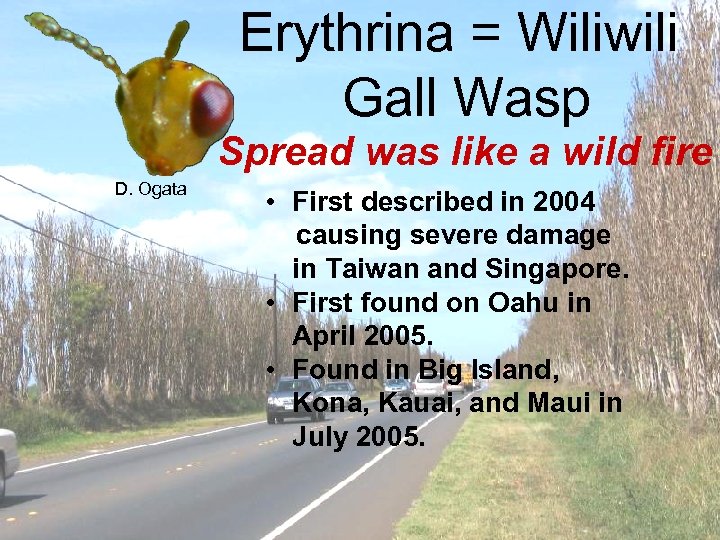 Erythrina = Wiliwili Gall Wasp Spread was like a wild fire D. Ogata •