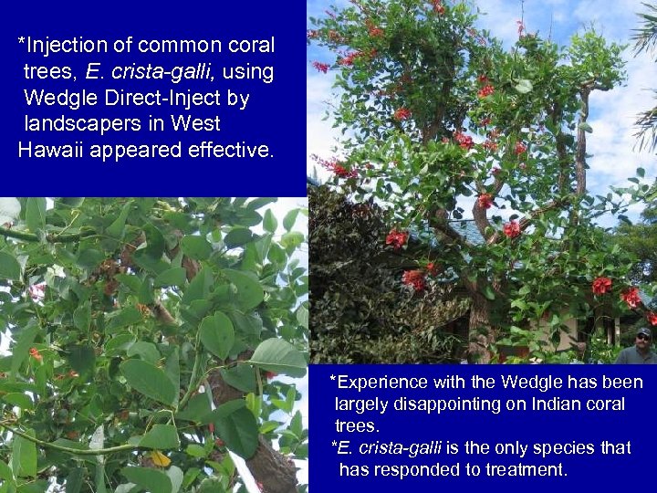 *Injection of common coral trees, E. crista-galli, using Wedgle Direct-Inject by landscapers in West