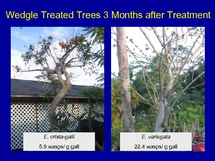 Wedgle Treated Trees 3 Months after Treatment E. crista-galli E. variegata 5. 9 wasps/