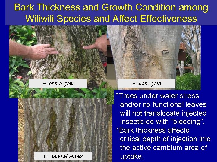 Bark Thickness and Growth Condition among Wiliwili Species and Affect Effectiveness E. crista-galli E.