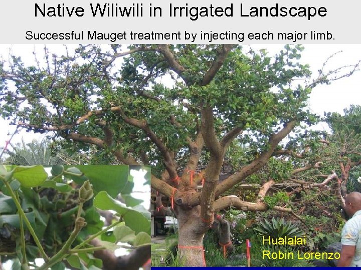 Native Wiliwili in Irrigated Landscape Successful Mauget treatment by injecting each major limb. Hualalai