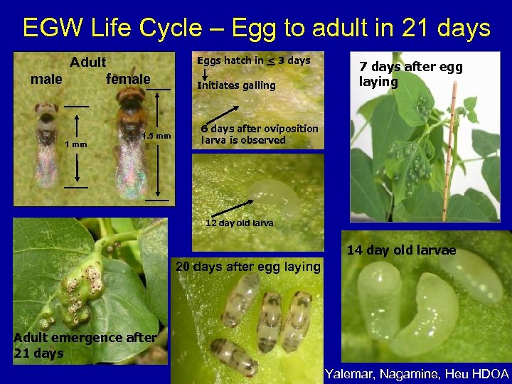 EGW Life Cycle – Egg to adult in 21 days Eggs hatch in <