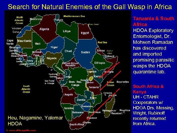 Search for Natural Enemies of the Gall Wasp in Africa Tanzania & South Africa