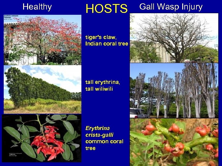 Healthy HOSTS tiger's claw, Indian coral tree tall erythrina, tall wili Erythrina crista-galli common