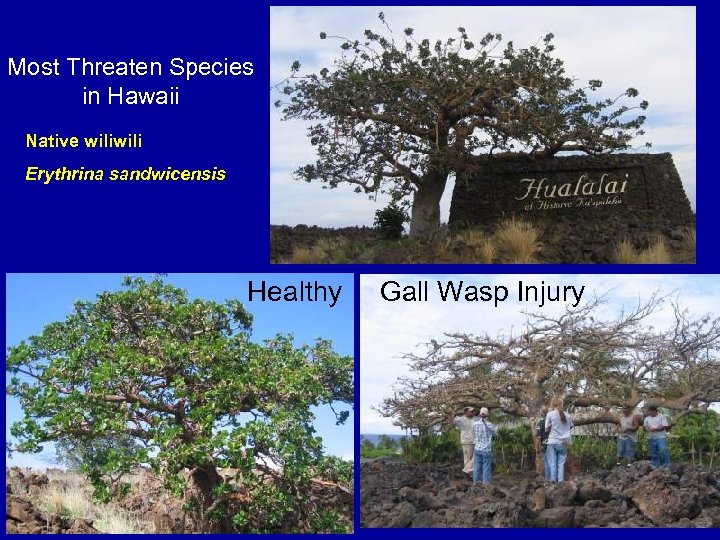 Most Threaten Species in Hawaii Native wili Erythrina sandwicensis Healthy Gall Wasp Injury 