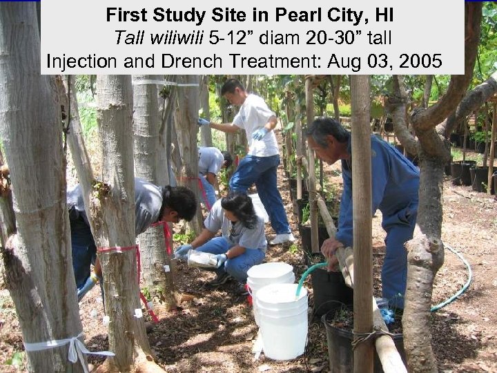 First Study Site in Pearl City, HI Tall wili 5 -12” diam 20 -30”