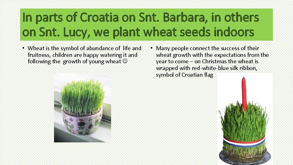 In parts of Croatia on Snt. Barbara, in others on Snt. Lucy, we plant