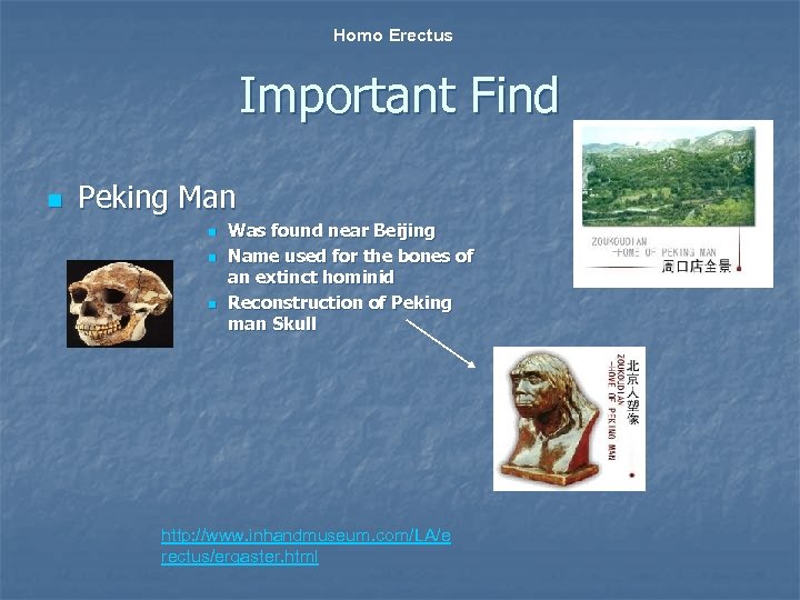 Homo Erectus Important Find n Peking Man n Was found near Beijing Name used