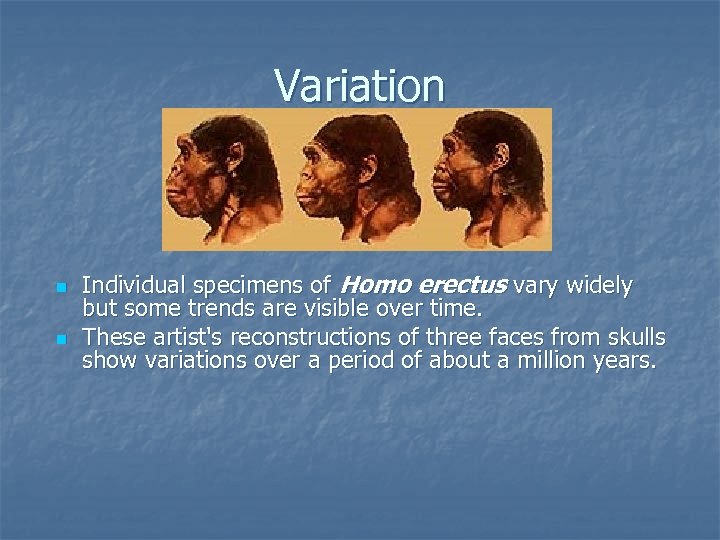 Variation n n Individual specimens of Homo erectus vary widely but some trends are