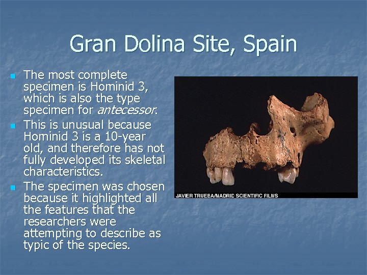 Gran Dolina Site, Spain n The most complete specimen is Hominid 3, which is