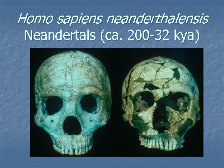 Homo sapiens neanderthalensis Neandertals (ca. 200 -32 kya) 