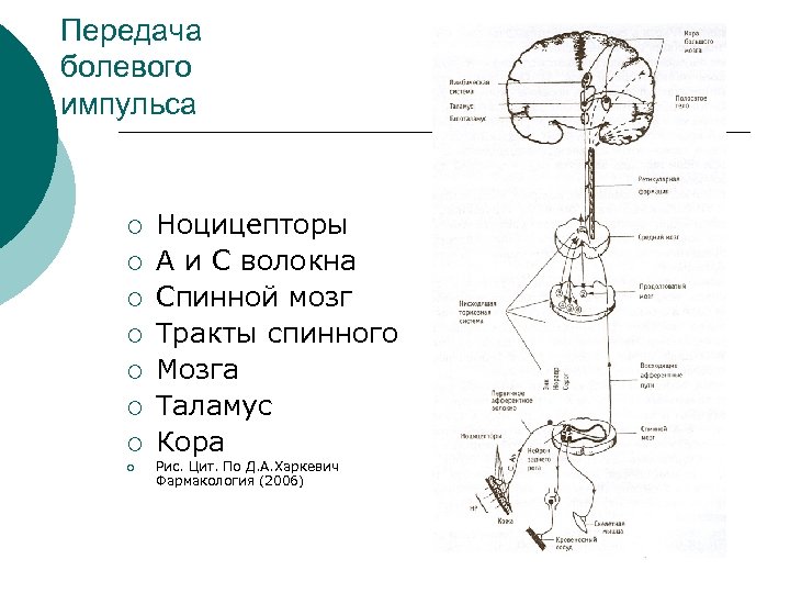 Передача болевого импульса ¡ ¡ ¡ ¡ Ноцицепторы А и С волокна Спинной мозг
