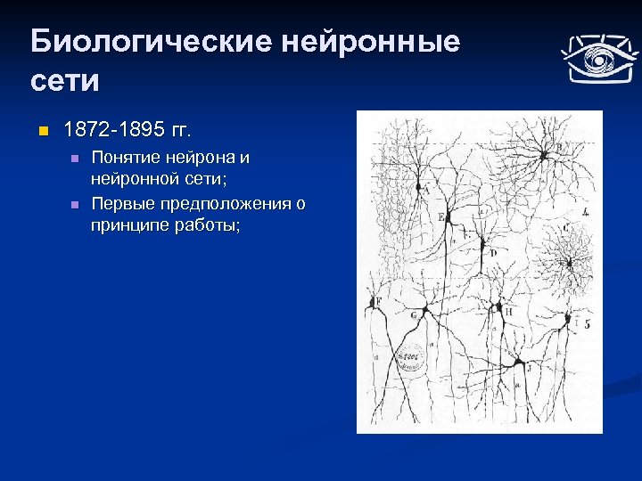 Биологические нейронные сети n 1872 -1895 гг. n n Понятие нейрона и нейронной сети;